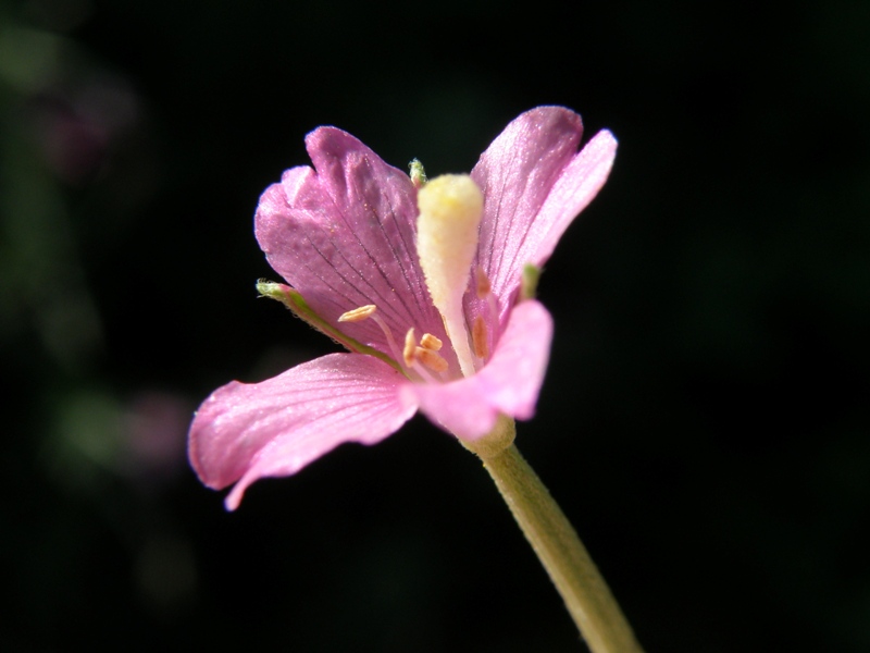 Epilobium tetragonum / Garofanino quadrelletto