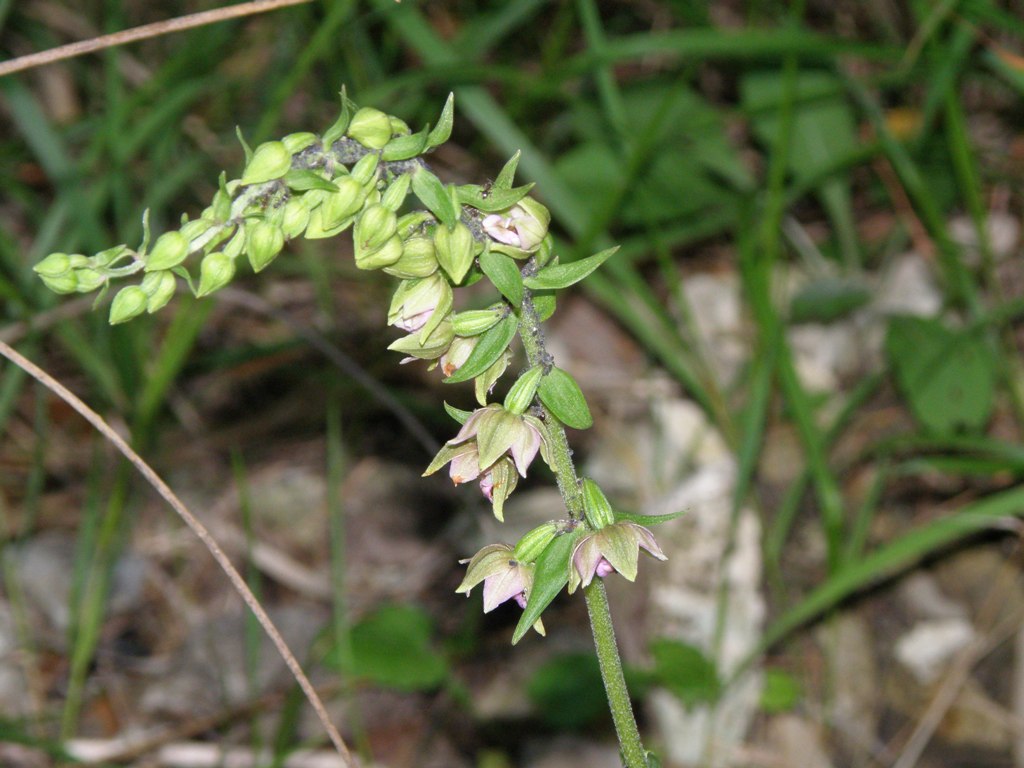 Epipactis ...