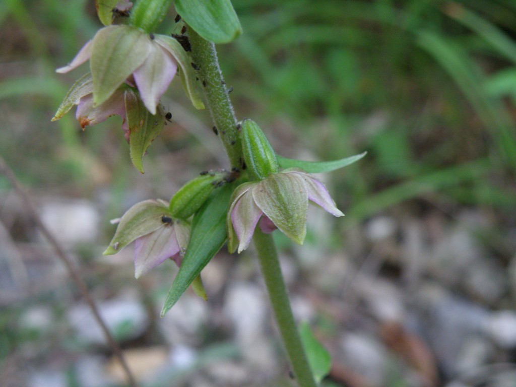 Epipactis ...