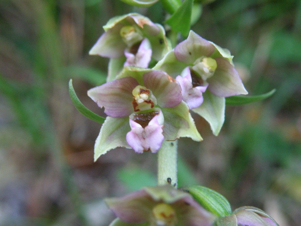 Epipactis ...