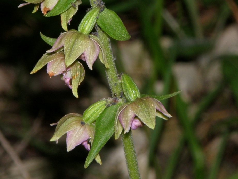 Epipactis ...