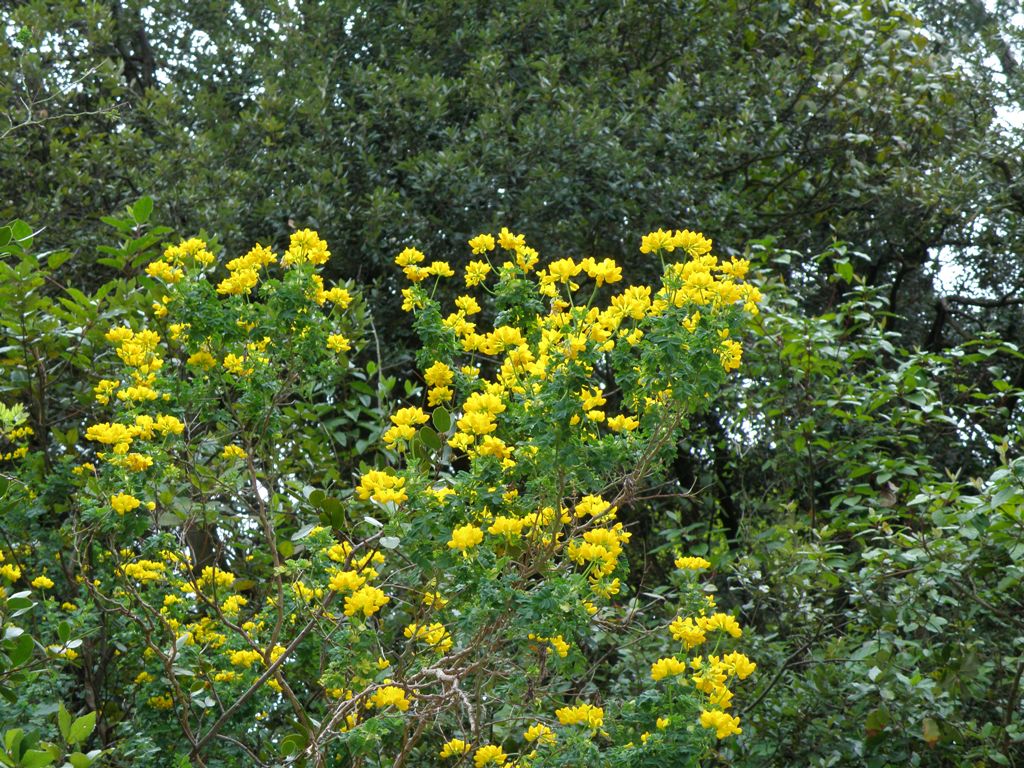 Coronilla valentina