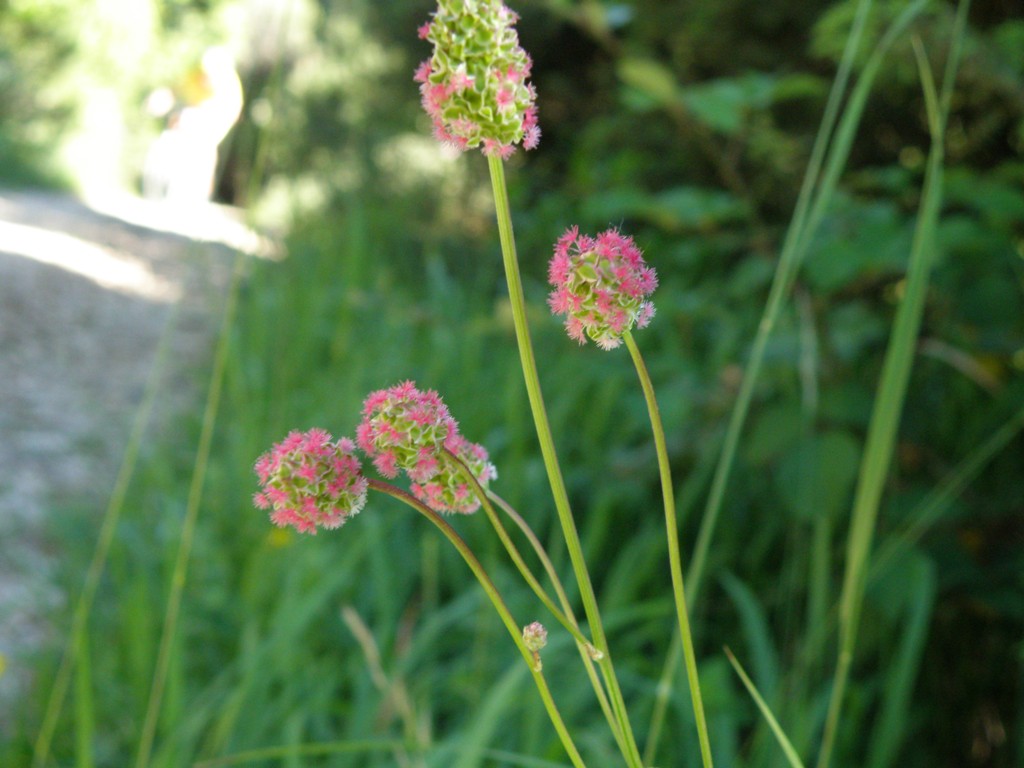 Sanguisorba minor