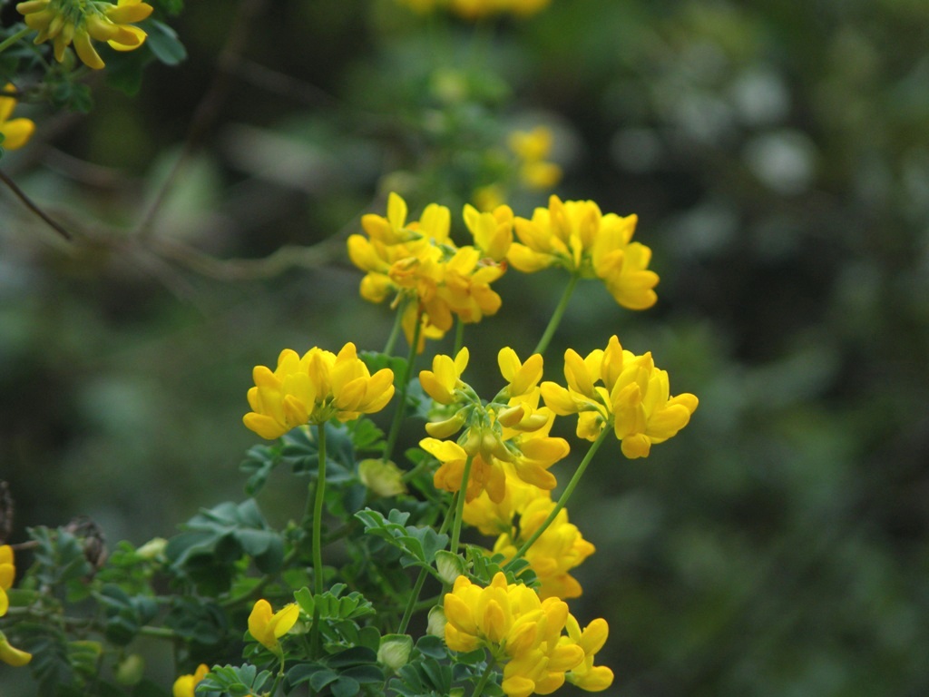 Coronilla valentina