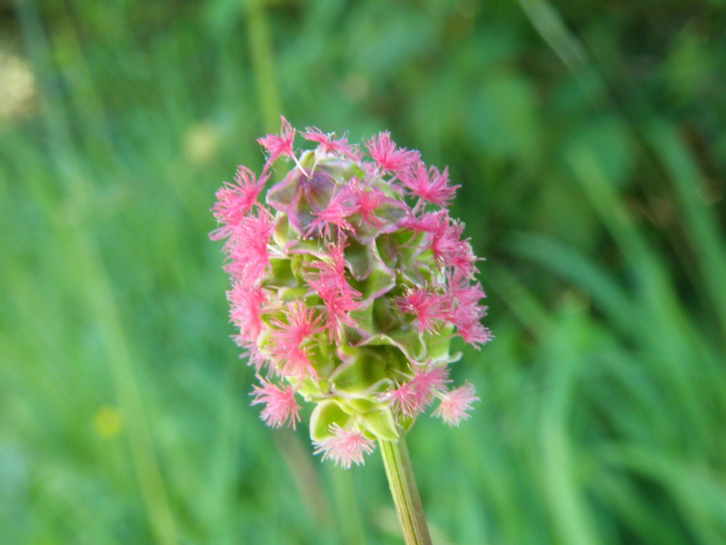 Sanguisorba minor