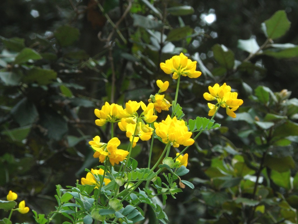 Coronilla valentina