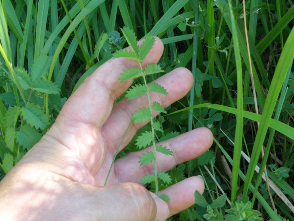 Sanguisorba minor