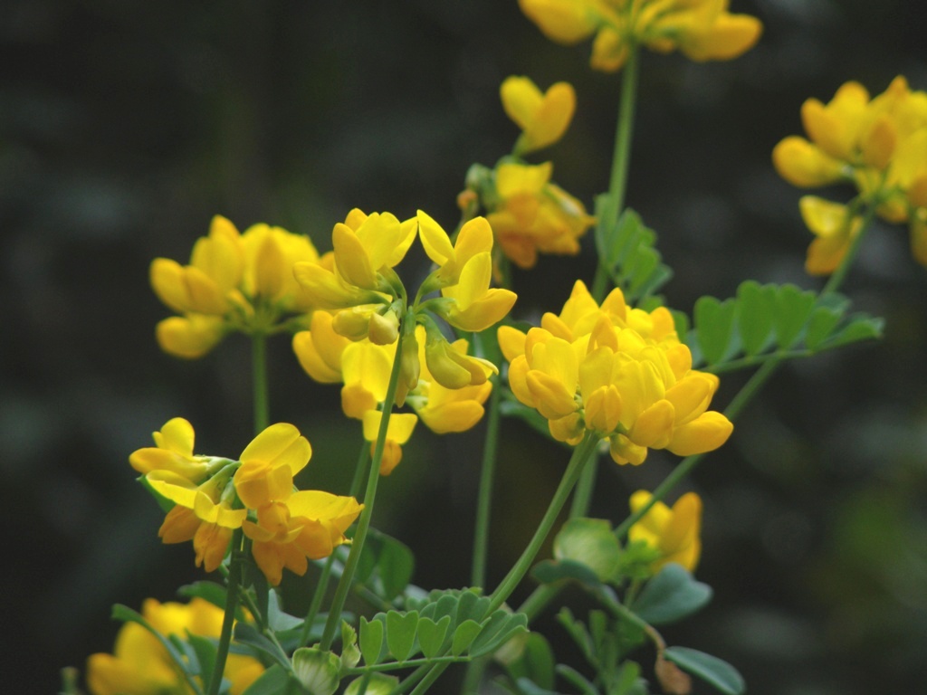 Coronilla valentina