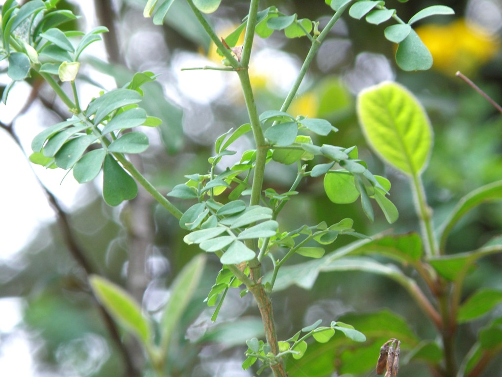 Coronilla valentina