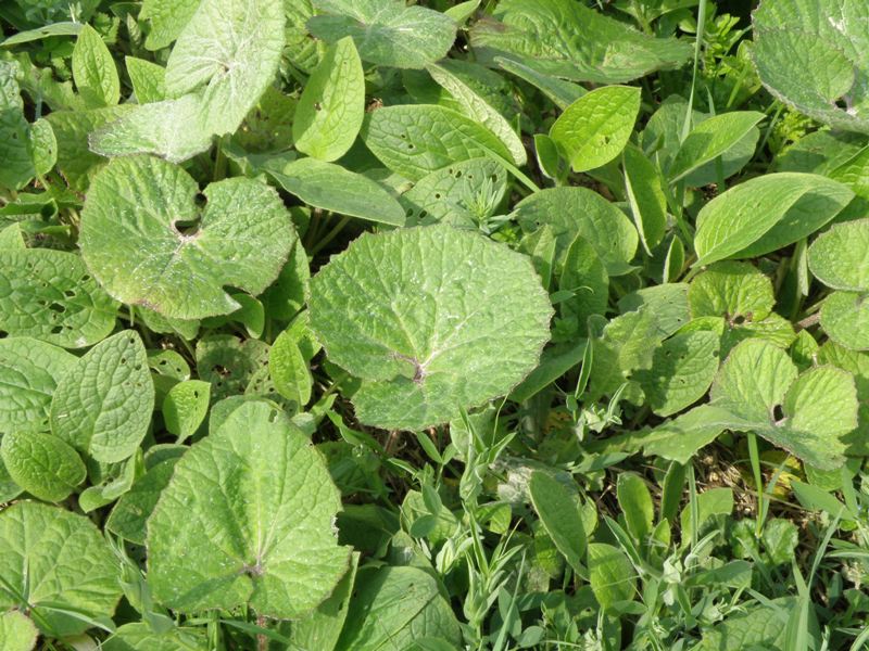 Petasites hybridus / Farfaraccio maggiore