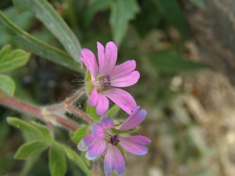 Geranium molle / Geranio volgare