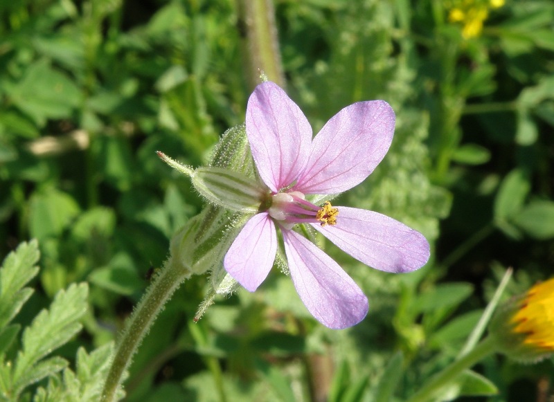 Erodium sp.