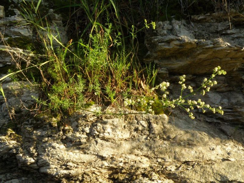 Galium lucidum sl. / Caglio lucido