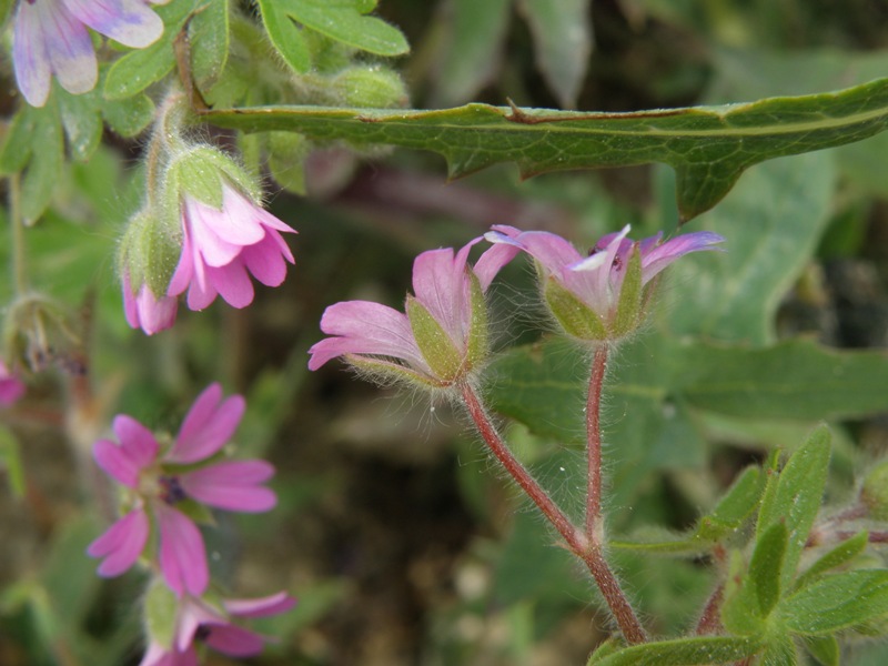 Geranium molle / Geranio volgare