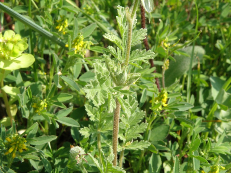 Erodium sp.