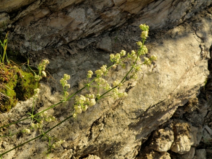 Galium lucidum sl. / Caglio lucido