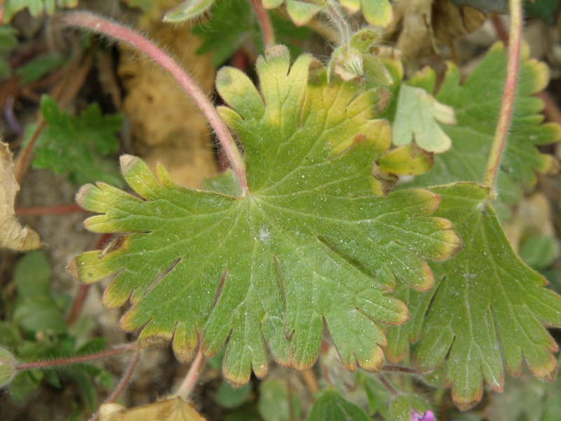 Geranium molle / Geranio volgare