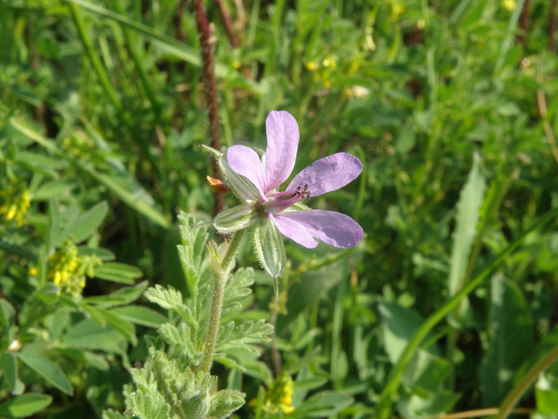 Erodium sp.