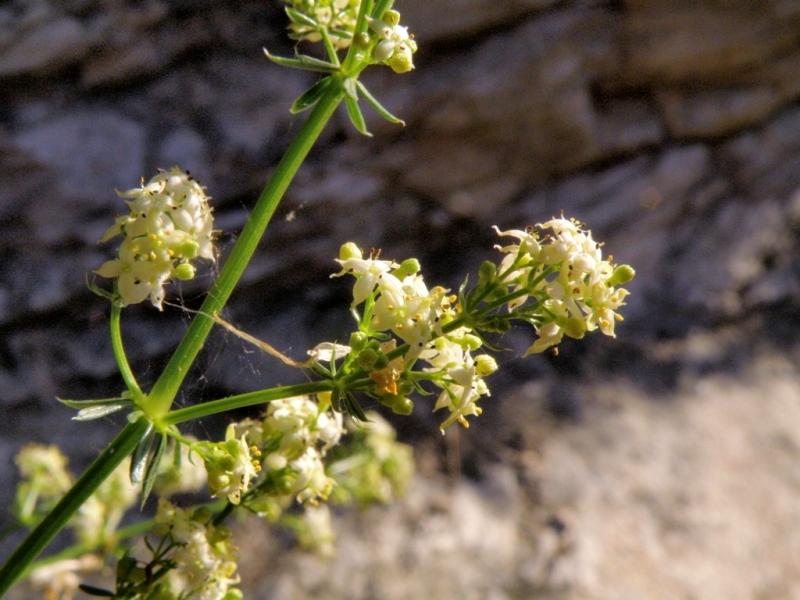 Galium lucidum sl. / Caglio lucido