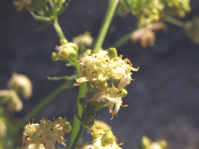 Galium lucidum sl. / Caglio lucido