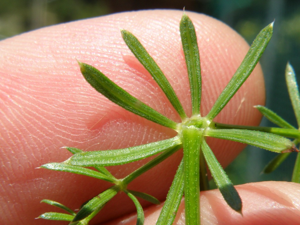 Galium lucidum sl. / Caglio lucido