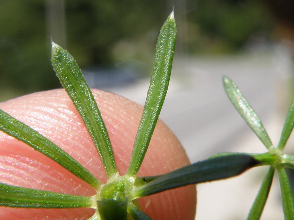 Galium lucidum sl. / Caglio lucido