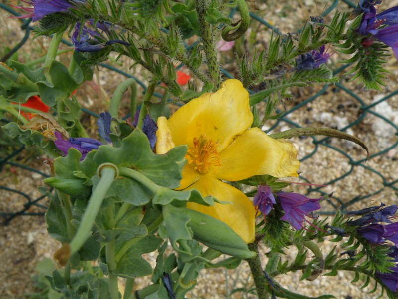 Glaucium flavum / Papavero cornuto