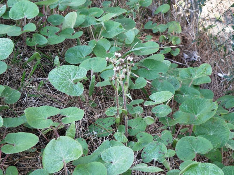 Petasites fragrans