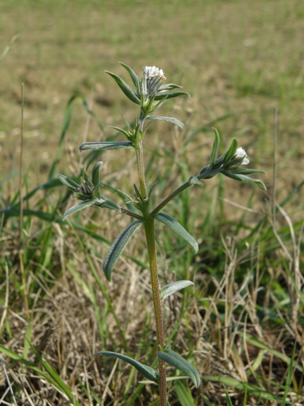 Buglossoides arvensis / Erba-perla minore