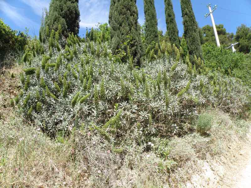 Echium fastuosum