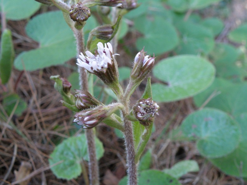 Petasites fragrans