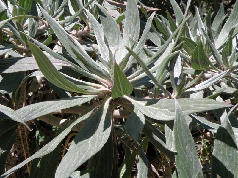 Echium fastuosum