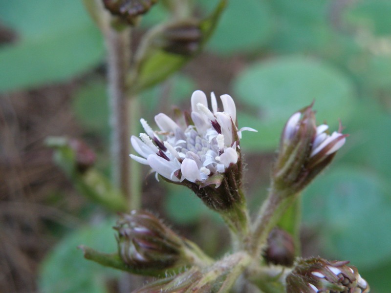 Petasites fragrans