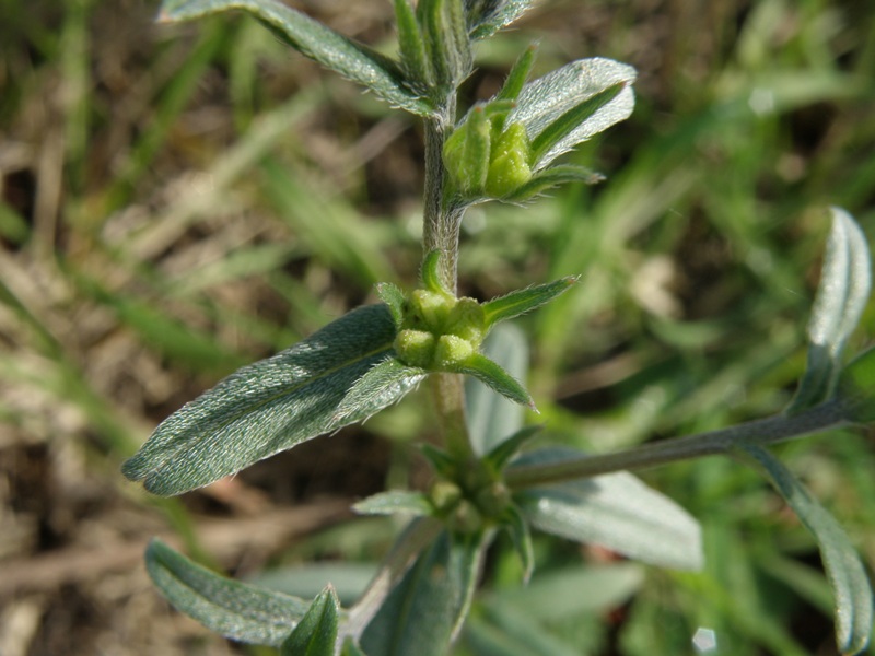 Buglossoides arvensis / Erba-perla minore