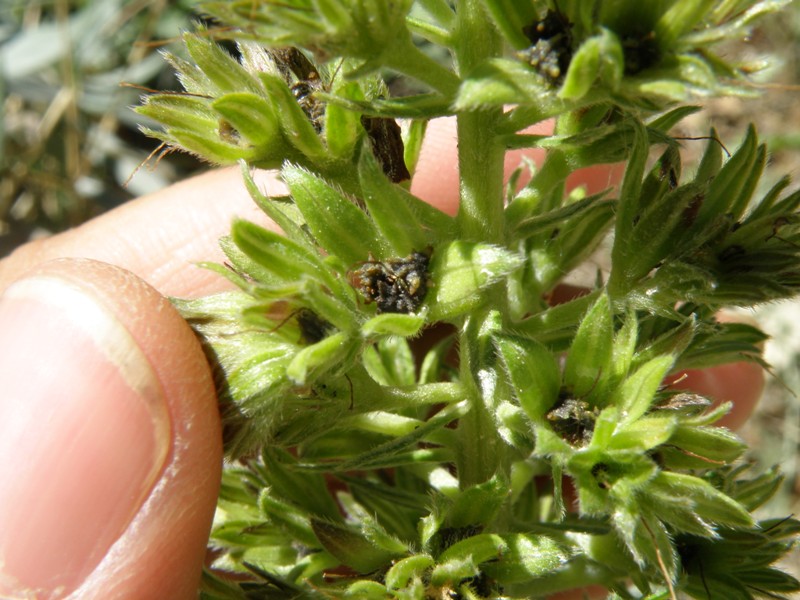 Echium fastuosum