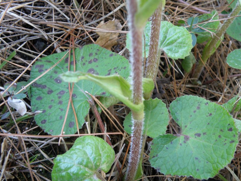 Petasites fragrans