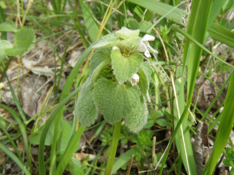 Lamium purpureum, forma alba