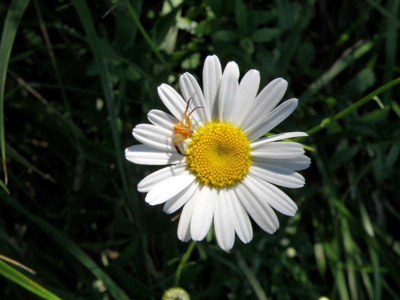 Leucanthemum vulgare / Margherita diploide