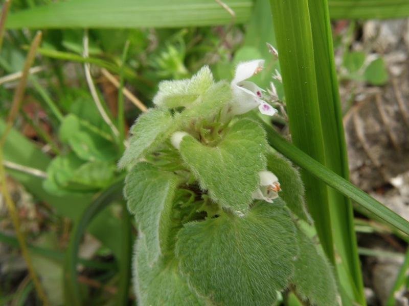 Lamium purpureum, forma alba