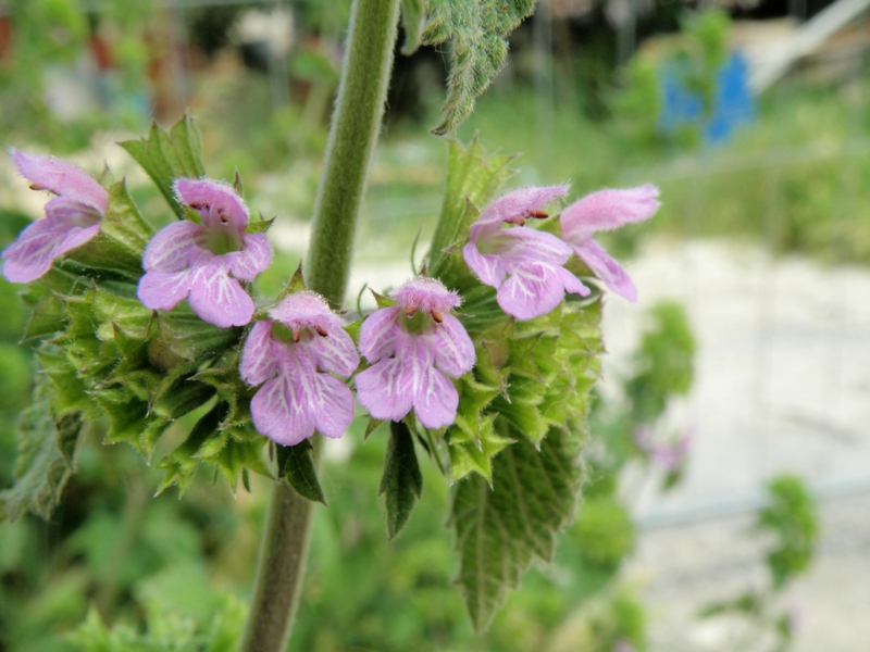 Ballota nigra