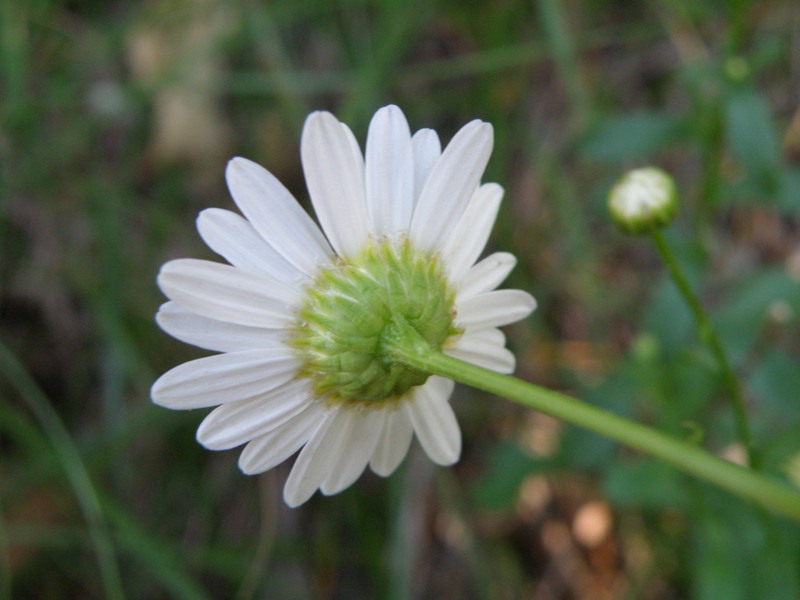 Leucanthemum vulgare / Margherita diploide