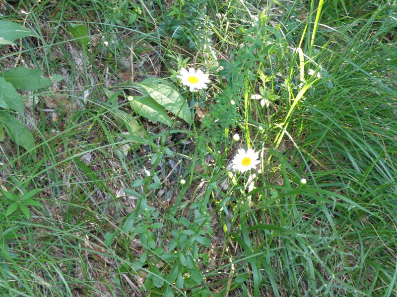 Leucanthemum vulgare / Margherita diploide