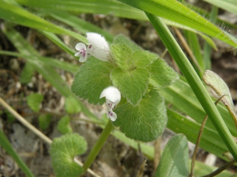 Lamium purpureum, forma alba