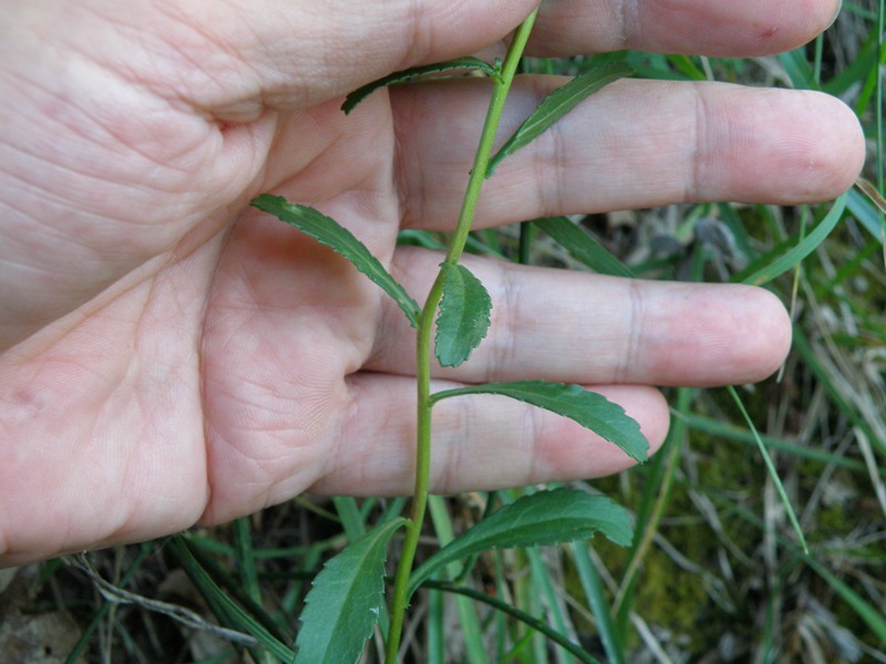 Leucanthemum vulgare / Margherita diploide