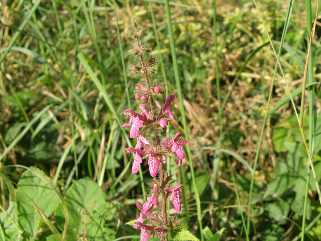 Stachys sylvatica