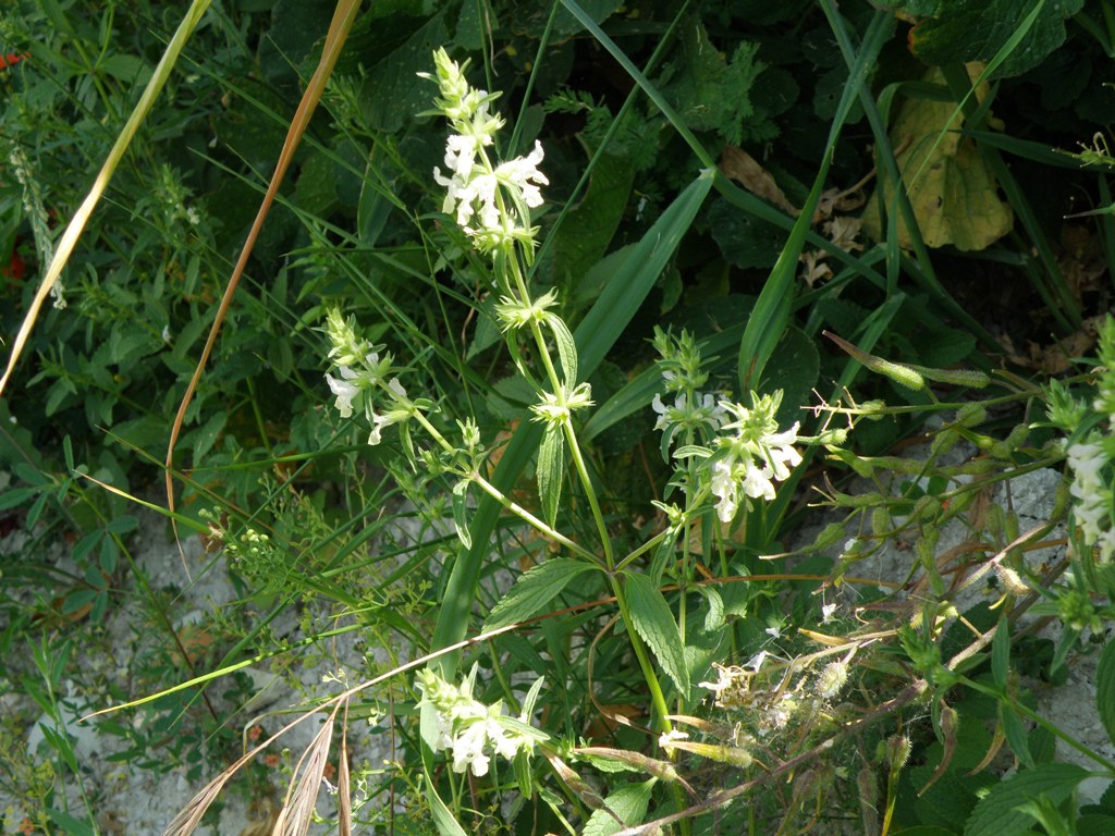 Stachys annua