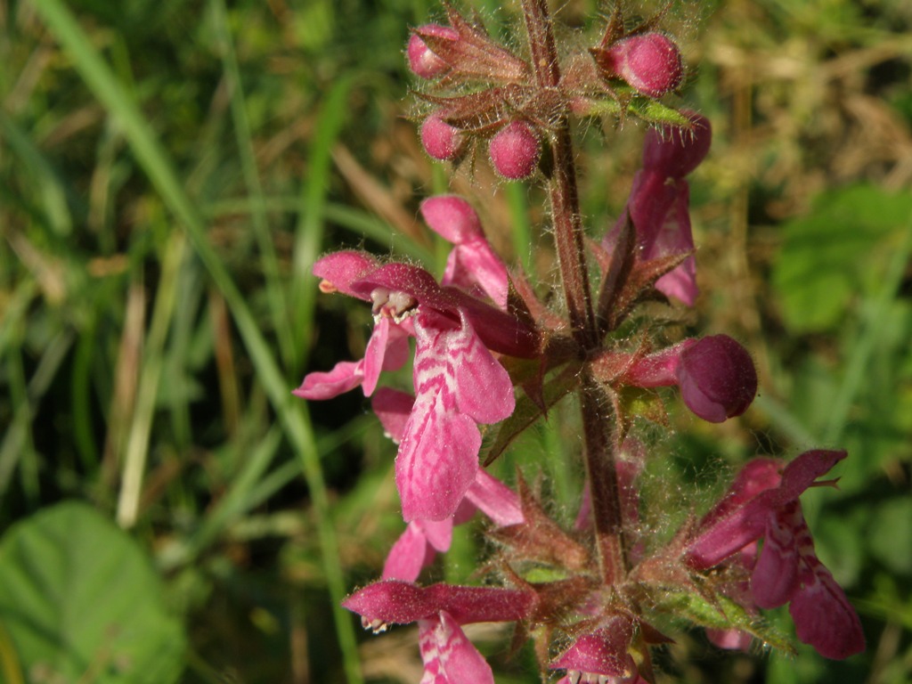 Stachys sylvatica