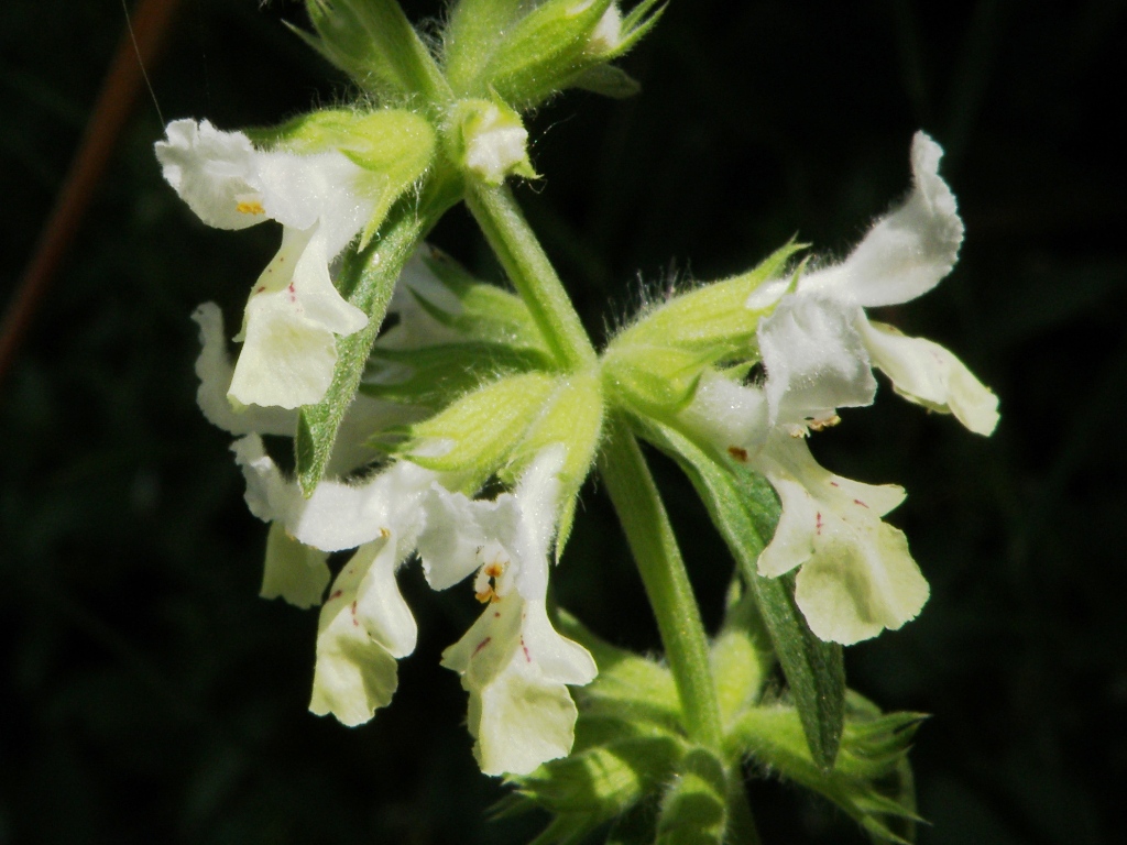 Stachys annua