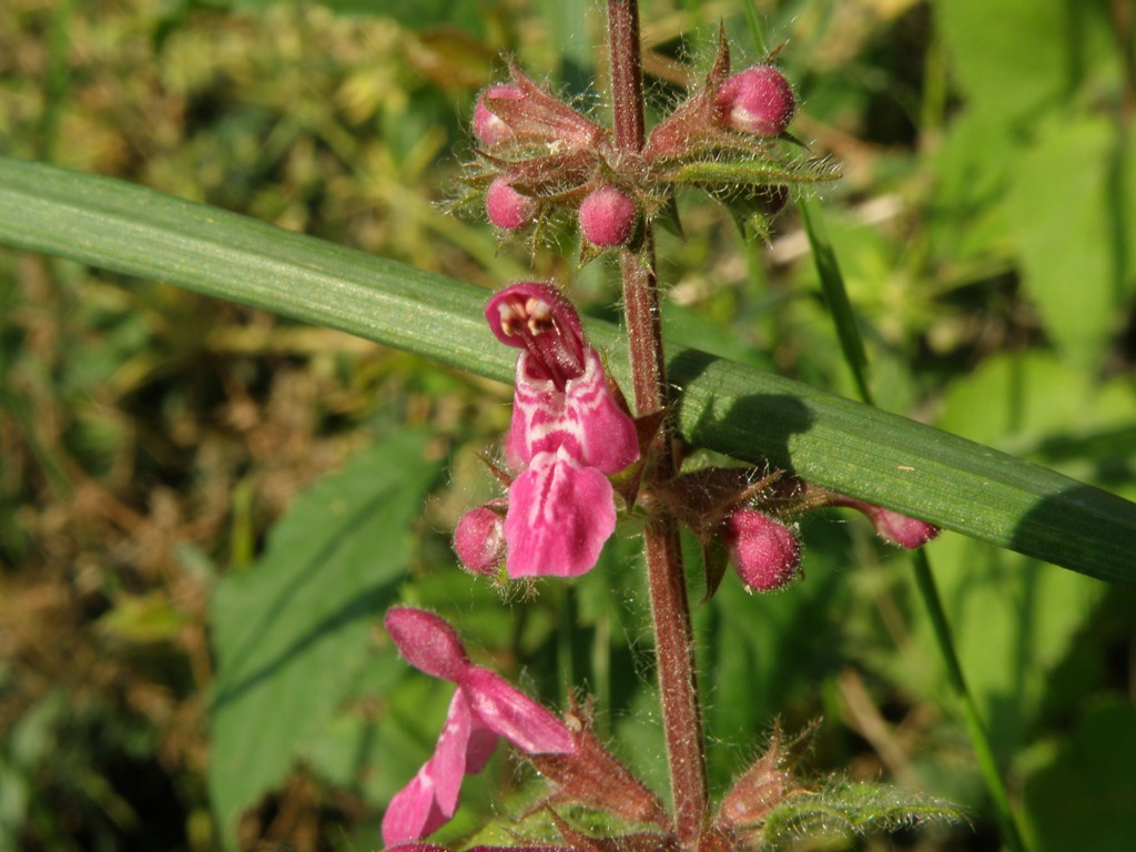 Stachys sylvatica