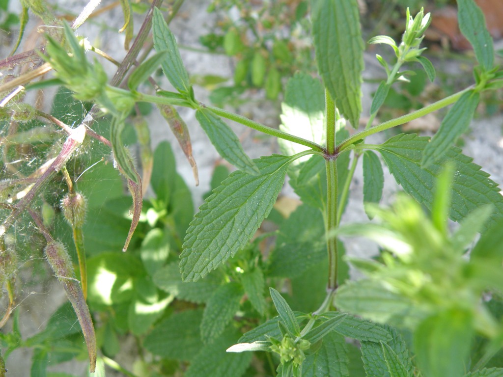 Stachys annua